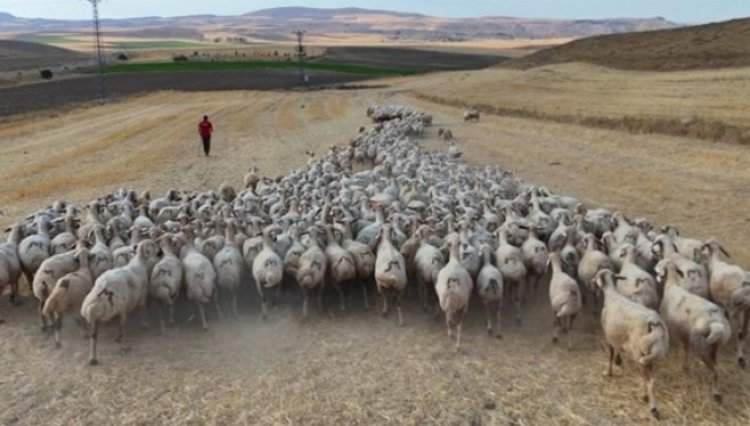 Sivas’ta hayvancıların çoban isyanı: Yerli çoban kalmadı ithali de 30 GB internet istiyor