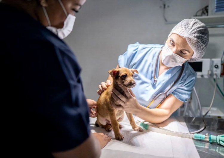 Belçika’da bir köpeğe yapay kafatası yapıldı