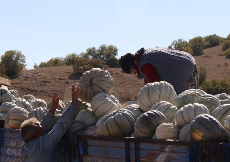 Damak çatlatan lezzet: Tarlada 5 lira, 11 kilometre uzaklıktaki pazarda 30 lira