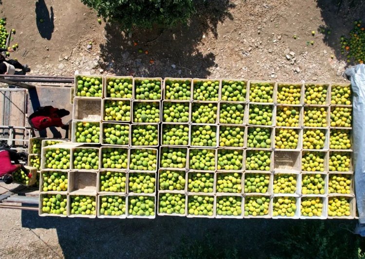 Çiftçinin yüzü gülmüyor: Verim düştü, kilosu 18 lirayı buldu