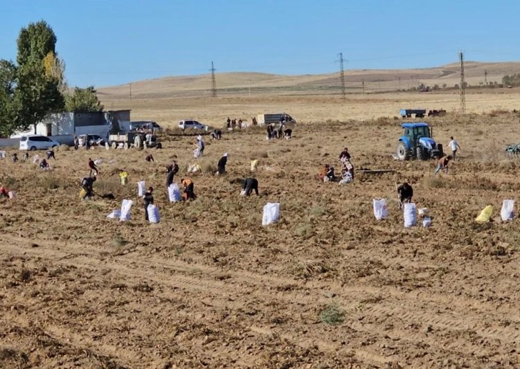 Zarar eden çiftçi, patatesleri vatandaşa dağıttı: Bazıları gibi derelere atmıyoruz!